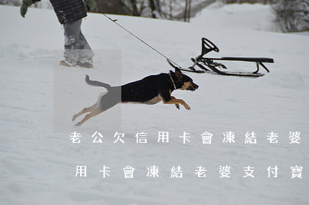 老公欠信用卡會凍結老婆支付寶-老公欠信用卡會凍結老婆支付寶嗎