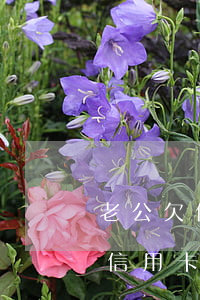 老公欠信用卡能結(jié)婚嗎(老公欠的信用卡,對夫妻共同財產(chǎn)有影響嗎)