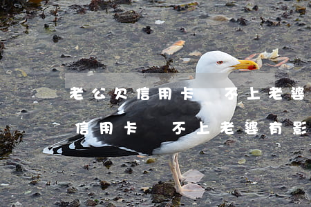 老公欠信用卡還不上老婆有影響嗎-老公欠信用卡還不上老婆有影響嗎怎么辦