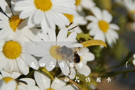 老公欠信用卡錢會凍結(jié)老婆賬戶錢-老公欠信用卡錢會凍結(jié)老婆賬戶錢嗎