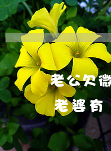 老公欠微粒貸沒(méi)還對(duì)老婆有關(guān)系嗎(微粒貸還不上的后果是什么)