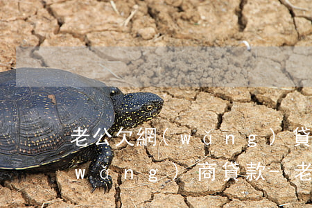 老公欠網(wǎng)貸13萬老婆有網(wǎng)商貸款-老公欠網(wǎng)貸13萬老婆有網(wǎng)商貸款可以嗎