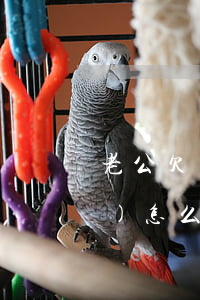 老公欠網(wǎng)貸20多萬(wàn)怎么辦(欠網(wǎng)貸二十萬(wàn)不想連累老公)