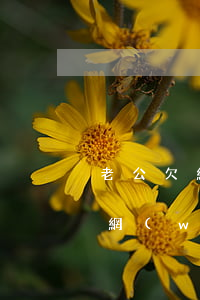 老公欠網(wǎng)貸6萬多還不著急(欠網(wǎng)貸6萬怎么辦)