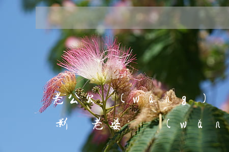 老公欠網(wǎng)貸不還會(huì)影響老婆嗎(網(wǎng)貸還不上,對(duì)老公有影響嗎)