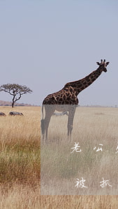 老公欠網(wǎng)貸不還會(huì)被抓嗎(老公網(wǎng)貸欠款老婆要一起還嗎)
