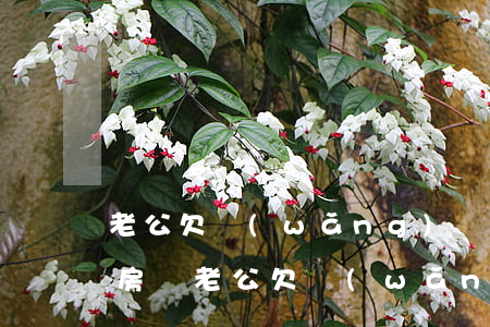 老公欠網(wǎng)貸十幾萬影響老婆買房嗎(老公欠網(wǎng)貸十幾萬影響老婆買房嗎)