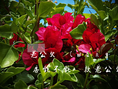 老公欠網(wǎng)貸夫妻買(mǎi)房能不能貸款(老公欠網(wǎng)貸夫妻買(mǎi)房能不能貸款)