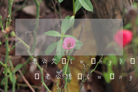 老公欠網(wǎng)貸錢(qián)不還(老公借網(wǎng)貸的錢(qián)還不上老婆要還嗎)