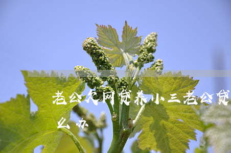 老公欠网贷养小三(老公贷款养小三我应该怎么办)