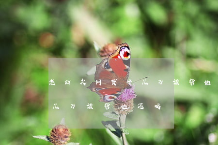 老公欠网贷十几万该帮他还吗(老公欠网贷十几万该帮他还吗)