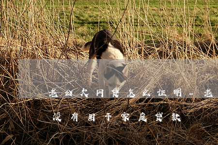 老公欠网贷怎么证明-老公欠网贷怎么证明没有用于家庭贷款