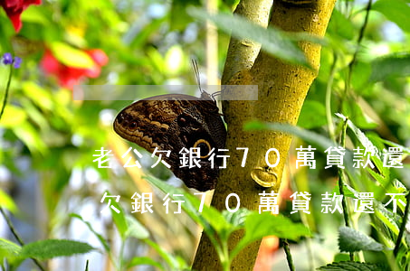 老公欠銀行70萬貸款還不上怎么辦-老公欠銀行70萬貸款還不上怎么辦呢