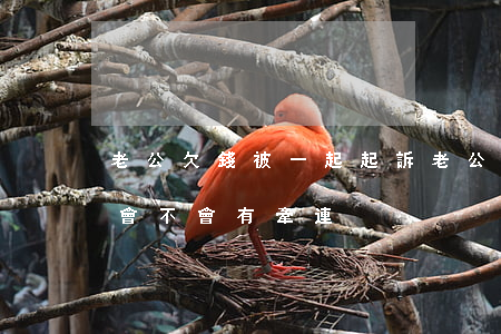 老公欠錢被一起起訴(老公欠錢被起訴了家人會不會有牽連)