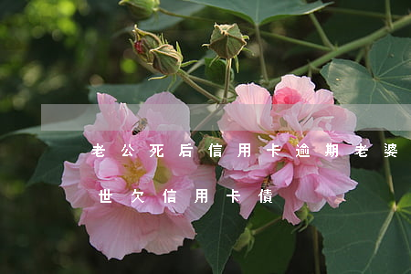 老公死后信用卡逾期老婆早償還嗎-老公過世,欠信用卡債