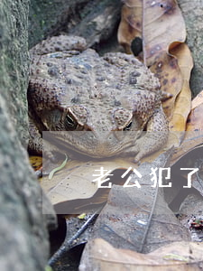 老公犯了盜竊離婚怎么辦