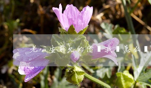 老公生前欠的借唄我該怎么處理-