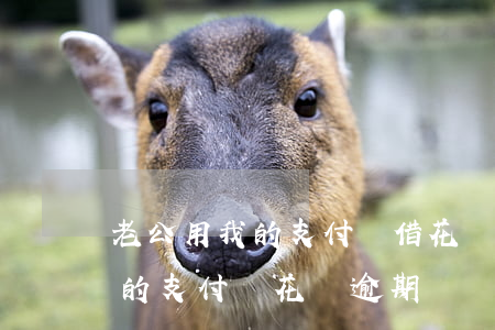 老公用我的支付寶借花唄逾期-前男友用我的支付寶花唄逾期