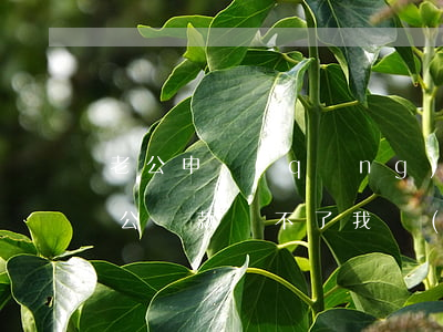 老公申請(qǐng)貸款無力償還 如果老公貸款還不了,我會(huì)被法律怎么樣