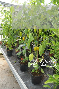 老公發(fā)達離婚了怎么辦