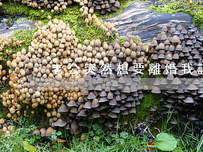 老公突然想要離婚我該怎么辦