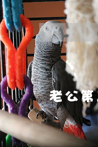 老公第二次欠網(wǎng)貸 老婆怎么辦