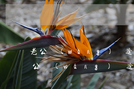 老公網(wǎng)貸逾期妻子銀行貸款(老公網(wǎng)貸逾期老婆可以貸款)