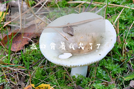 老公背著我欠了7萬網(wǎng)貸怎么辦