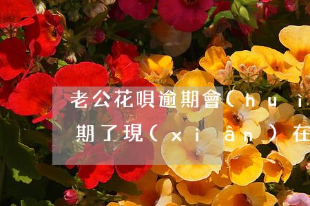老公花唄逾期會(huì)影響我嗎(花唄逾期了現(xiàn)在還了,會(huì)影響征信嗎)