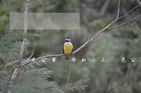 老公要離婚和小三過(老公要離婚和小三過)