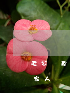 老公貸款還不起(本人貸款還不上會不會連累家人)
