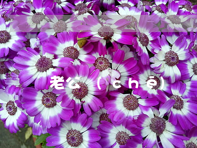 老公車(chē)禍離婚怎么辦