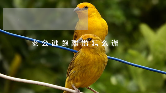 老公逃跑離婚怎么辦