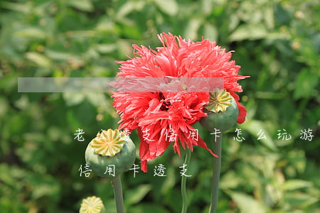 老公透支信用卡怎么玩游戏(老公玩游戏充钱信用卡透支)