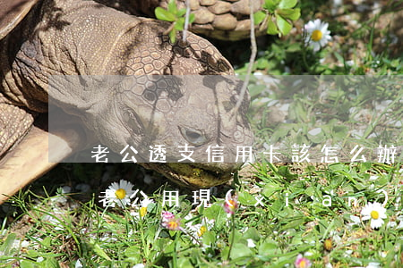 老公透支信用卡該怎么辦(老婆把信用卡借給老公用,現(xiàn)在不還,怎么辦)
