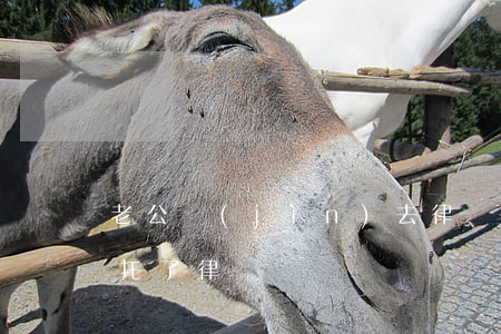 老公進(jìn)去律師委托怕最好是誰(拜托了律師)