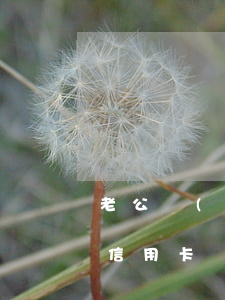 老公過(guò)世 信用卡逾期(丈夫死后欠信用卡債妻子是否償還)