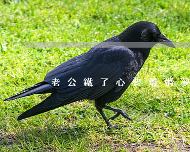 老公鐵了心要離婚(夢見老公鐵了心要離婚)