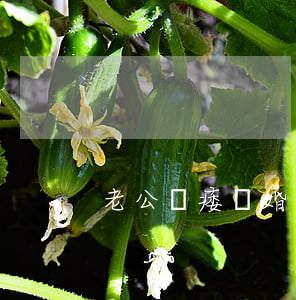 老公陽痿離婚