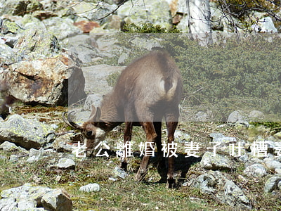 老公離婚被妻子吐槽(妻子后悔離婚)