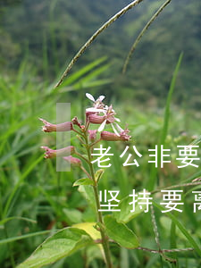 老公非要离婚我坚持不离有必要吗(老公一直坚持要离婚,我坚决不离)