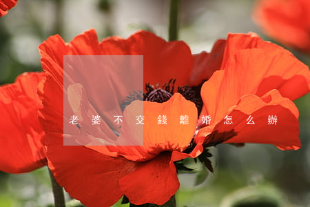 老婆不交錢離婚怎么辦