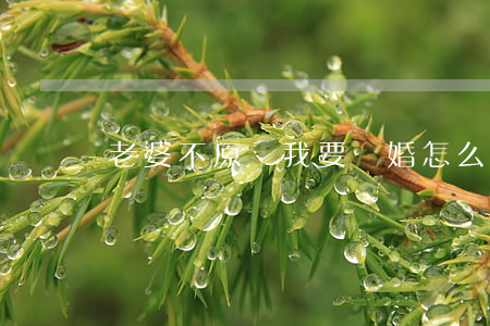老婆不原諒我要離婚怎么辦