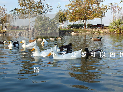 老婆不孝公婆可以离婚么(婆媳不和要不要离婚)