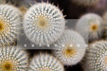 老婆不懷孕被逼離婚怎么辦
