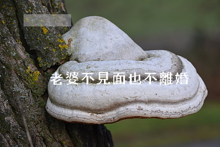 老婆不見面也不離婚