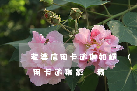 老婆信用卡逾期如何買(mǎi)房(老婆信用卡逾期影響我嗎)