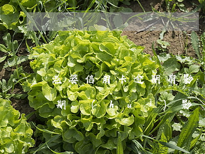 老婆信用卡逾期有影響嗎-配偶的信用卡逾期會(huì)影響自己嗎?