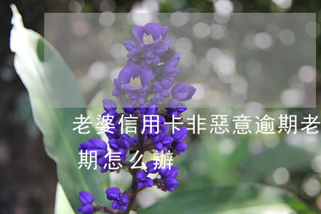 老婆信用卡非惡意逾期(老婆信用卡非惡意逾期怎么辦)