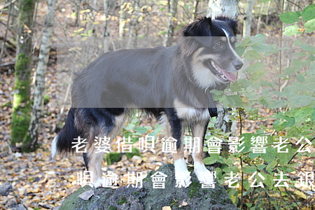 老婆借唄逾期會影響老公去銀行嗎-老婆借唄逾期會影響老公去銀行嗎知乎